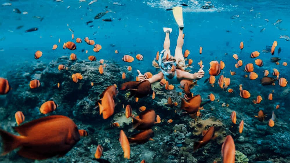 Snorkeling in crystal clear tropical water with colourful fish and coral reef